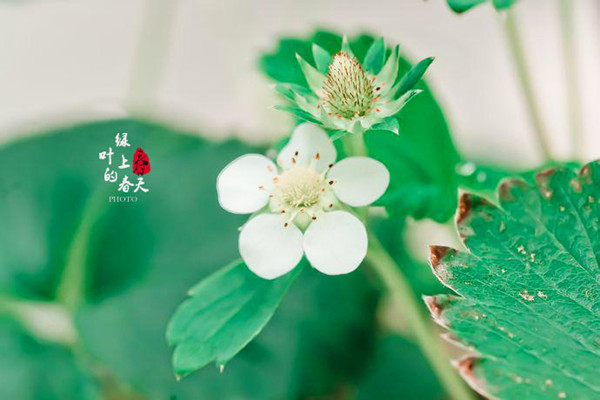 五十丰满熟妇性旺盛